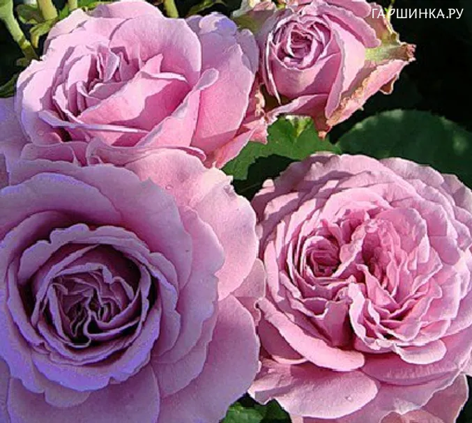 Роза Сачет флорибунда, Империал Роуз Imperial Rose