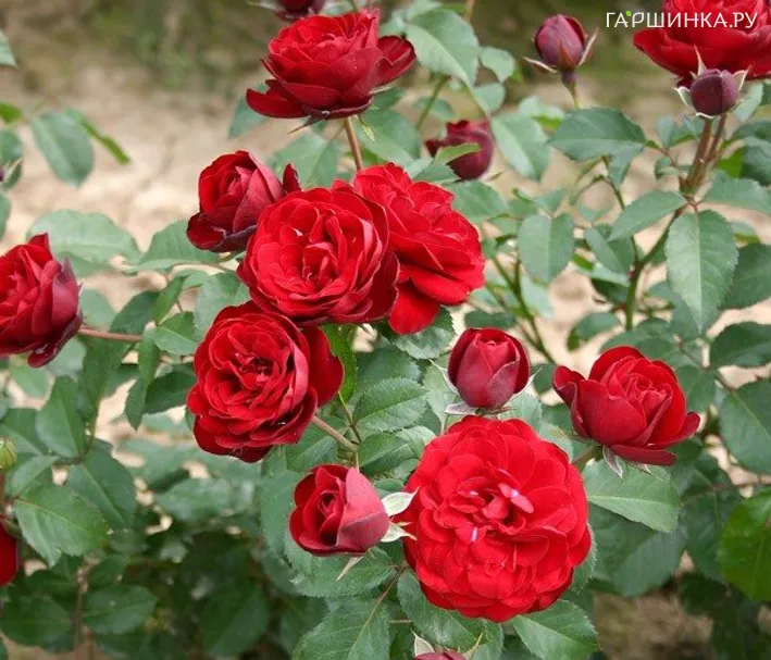 Роза Лаваглут флорибунда, Imperial Rose