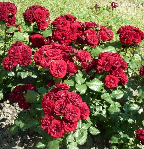 Роза Лаваглут флорибунда, Топалович (лиц)