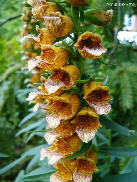 Наперстянка Laevigata NEW!