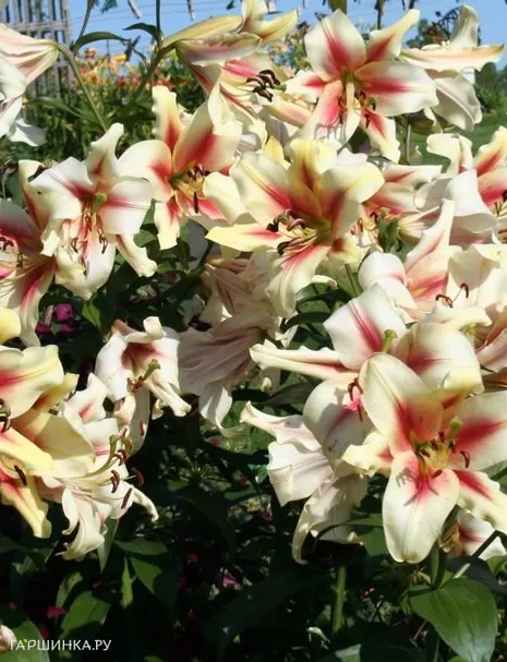 Лилия Лавон ОТ-гибрид/2шт