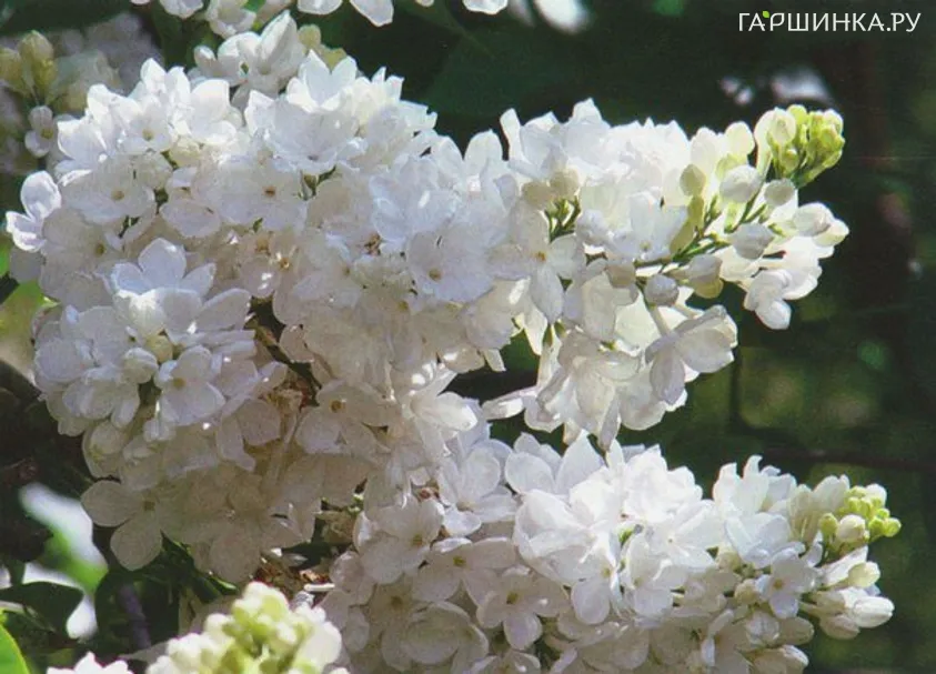 Сирень Лебедушка