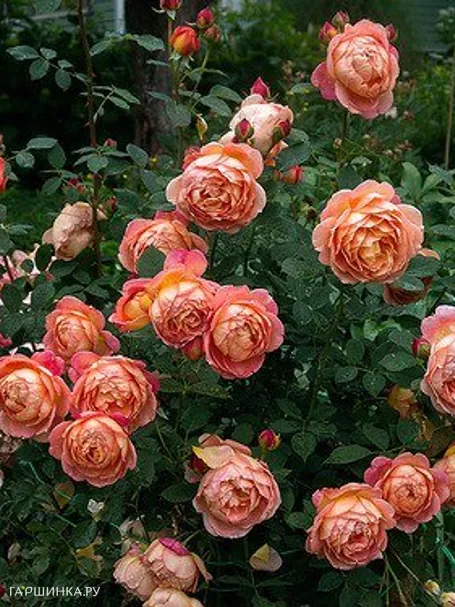 Роза Леди оф Шалотт, Д.Остин кустарниковая (лиц)