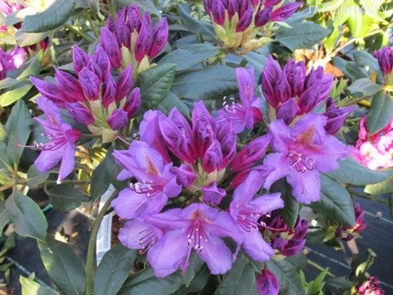Рододендрон гибридный Лис Дарк Перпл