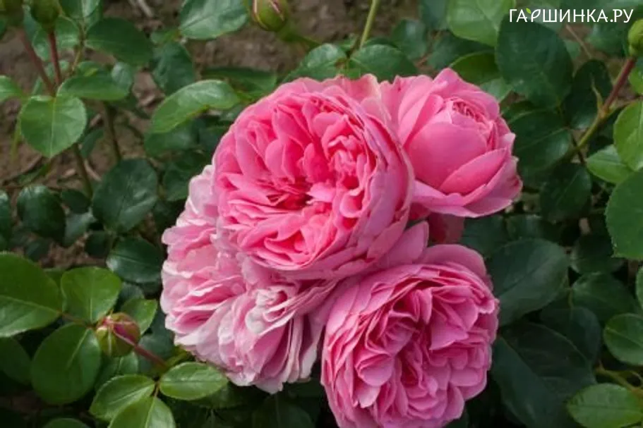 Роза Леонардо да Винчи флорибунда, Top Roses