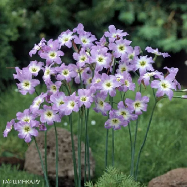 Левкокорина Dione 10шт