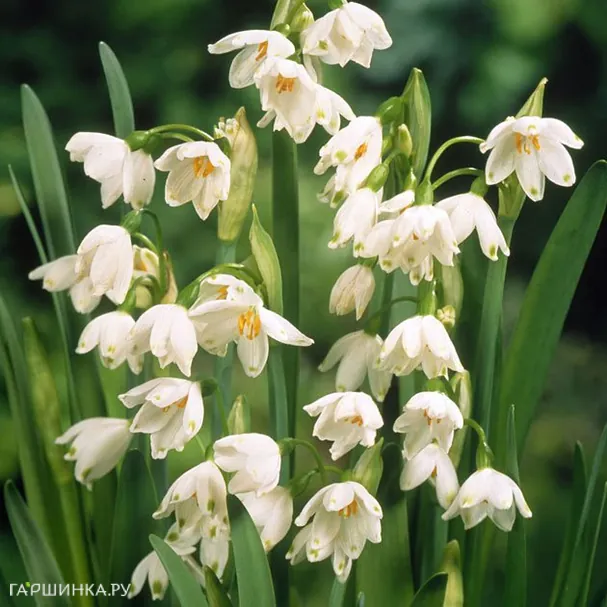 Белоцветник Гравети Джайнт 5шт