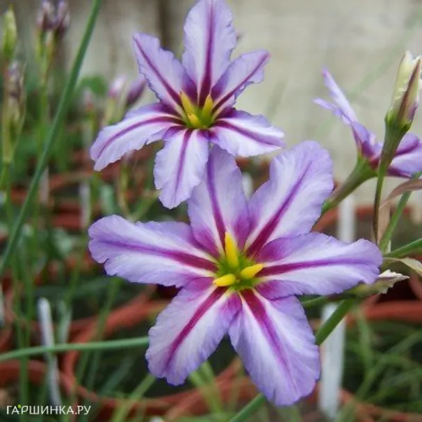 Левкокорина Spotlight 10шт