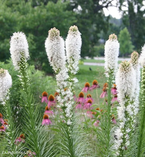 Лиатрис Спиката Альба 10шт.