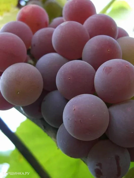 Виноград Лидия плодовый