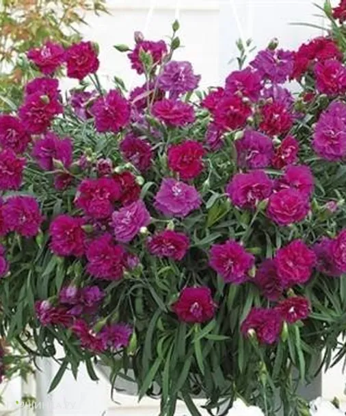 Гвоздика Лилак Блек