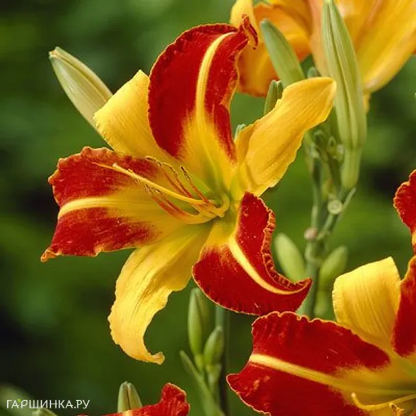 Лилейник Франс Халс