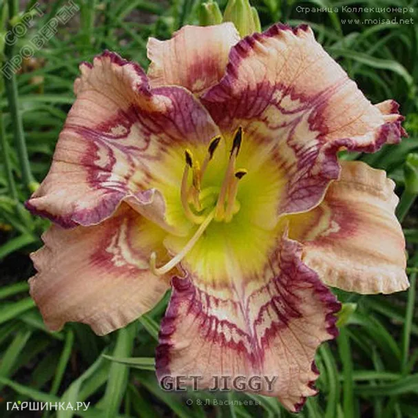 Лилейник Get Jiggy