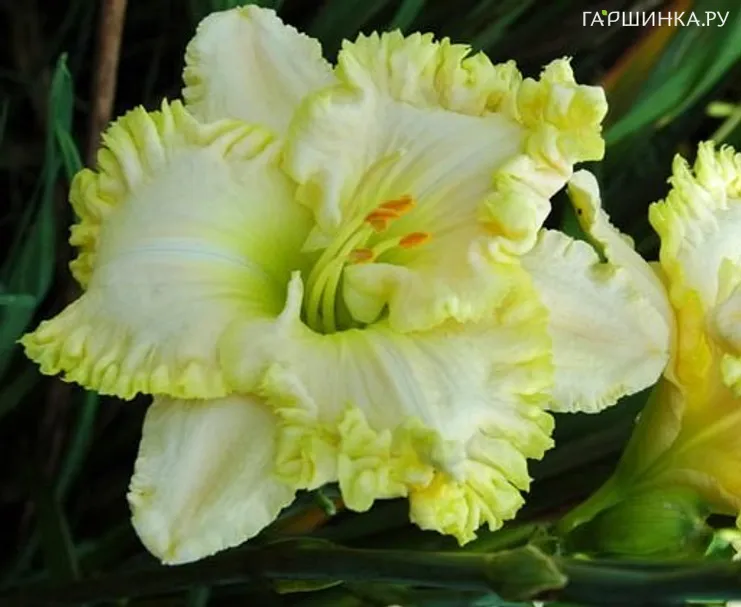 Лилейник Грин Мистик