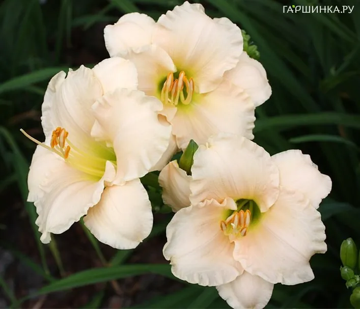 Лилейник Лулаби Бэби