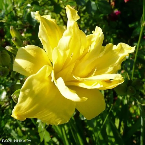 Лилейник Дабл Еллоу махровый