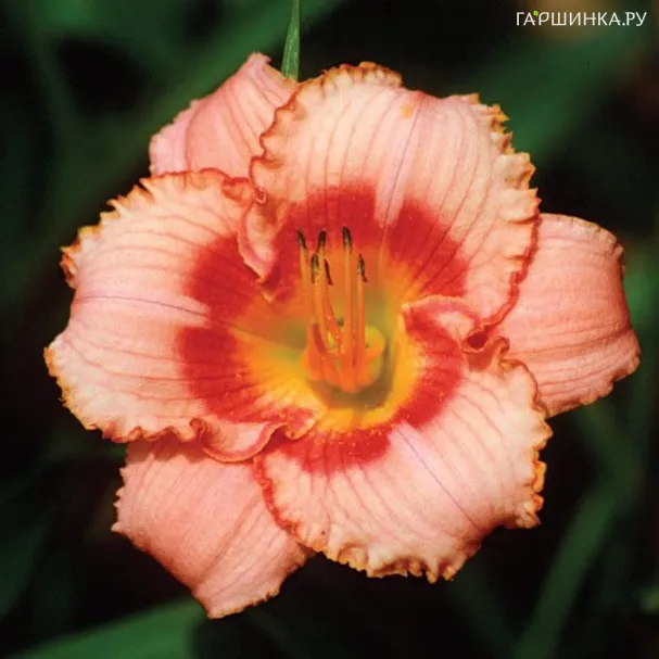 Лилейник Строберри Кэнди