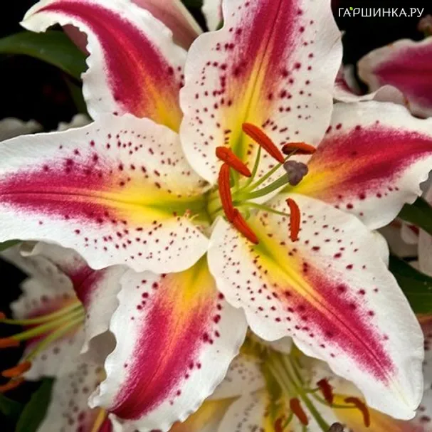 Лилия Плейтайм восточная /2шт