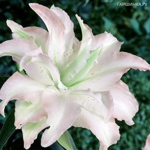 Лилия Сноуборд  восточная махровая