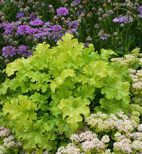 Гейхера Лайм Раффлз