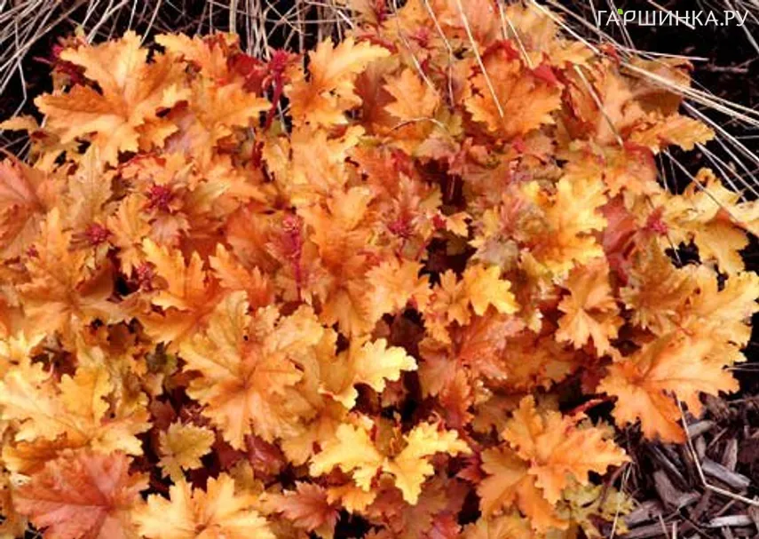 Гейхера Амбер Вэйвс
