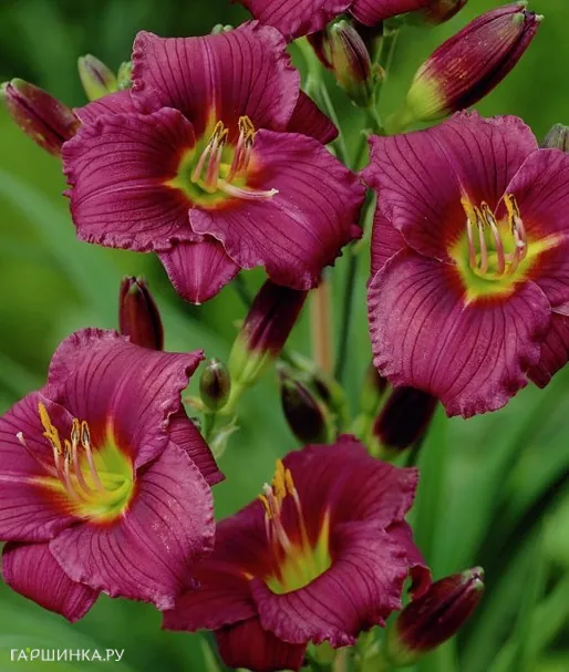 Лилейник Литл Грапет