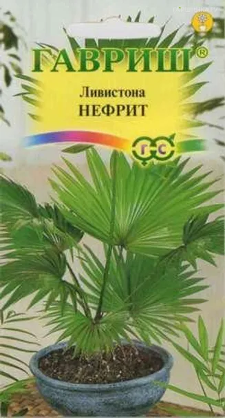 Ливистона китайская Нефрит 3 шт.