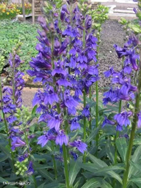 Лобелия голубая Fun Blue