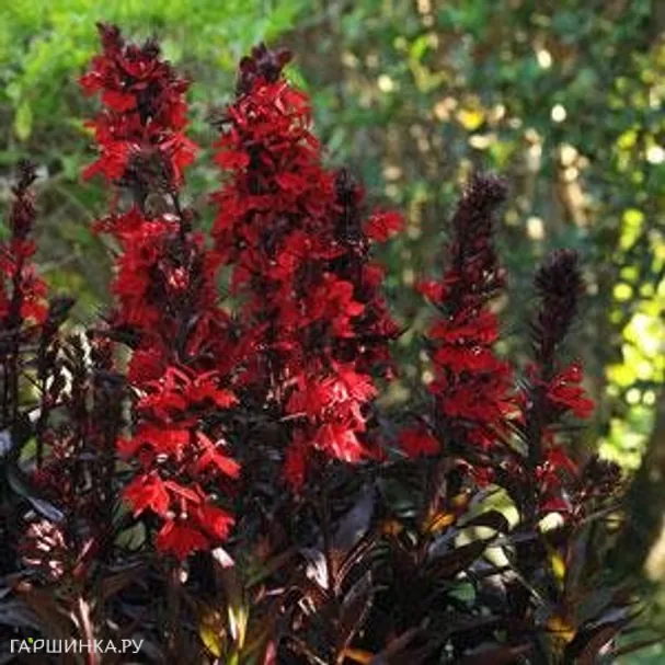 Лобелия Красный вулкан