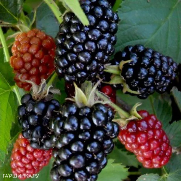 Ежевика Лох Несс