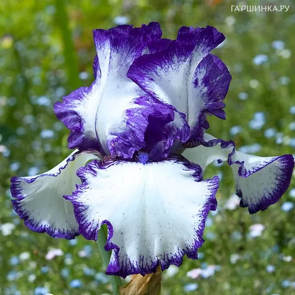 Ирис бородатый Луп зе Луп