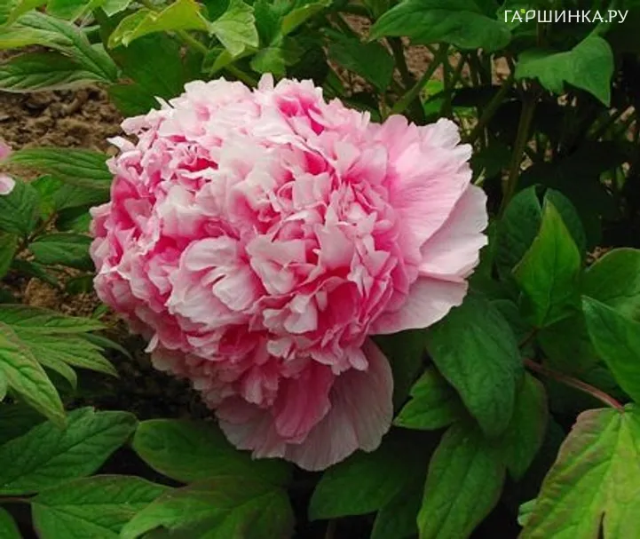 Пион Розовый Лу древовидный розовый