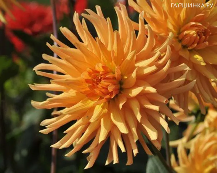 Георгина Людвиг Хелферт кактусовидная