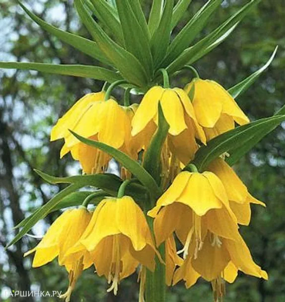 Рябчик Лютеа императорский