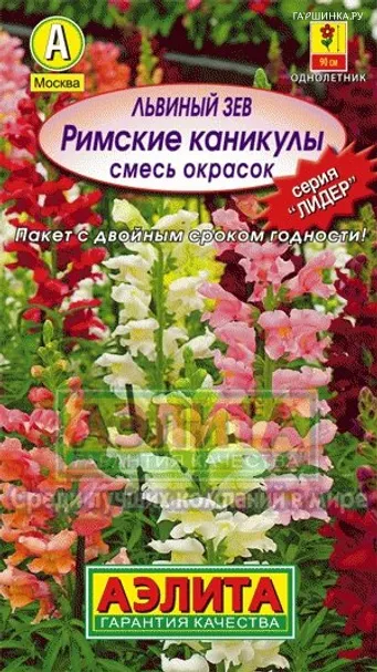 Львиный зев Римские каникулы, смесь окрасок