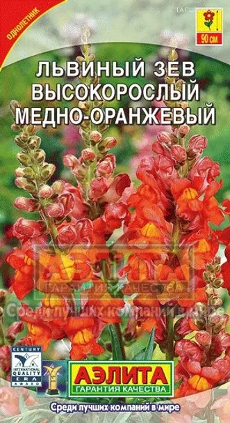 Львиный зев Высокорослый медно-оранжевый