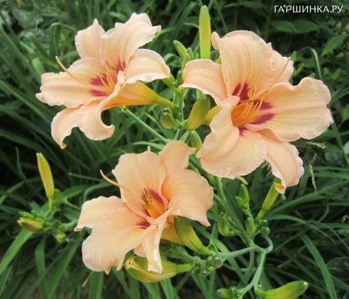 Лилейник Лин Хол