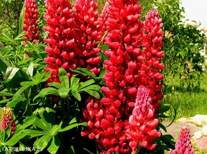 Люпин Red