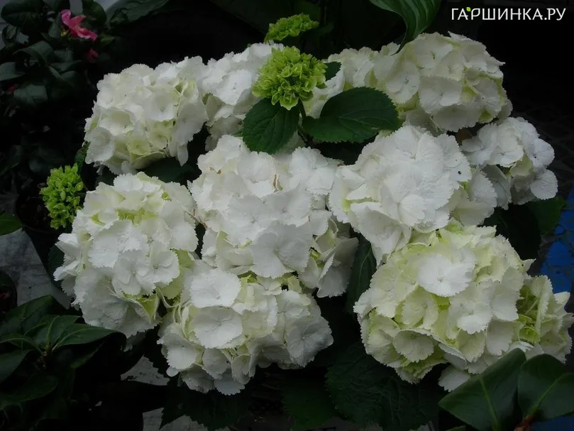 Гортензия крупнолистная Snowball