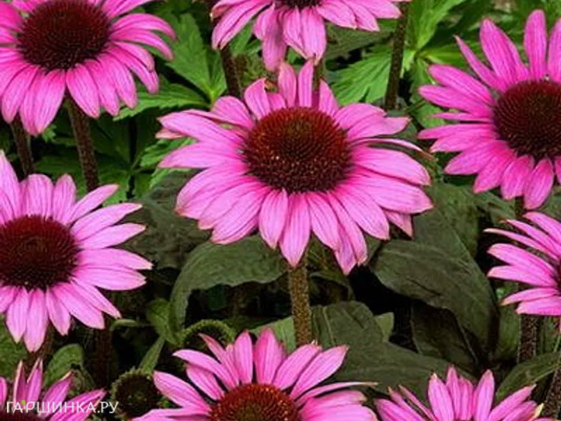 Эхинацея пурпурная Магнус