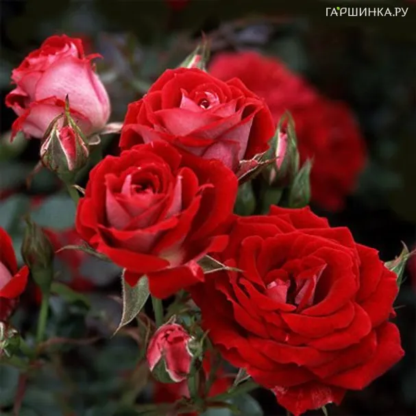 Роза Мейди миниатюрная, Топалович (лиц)