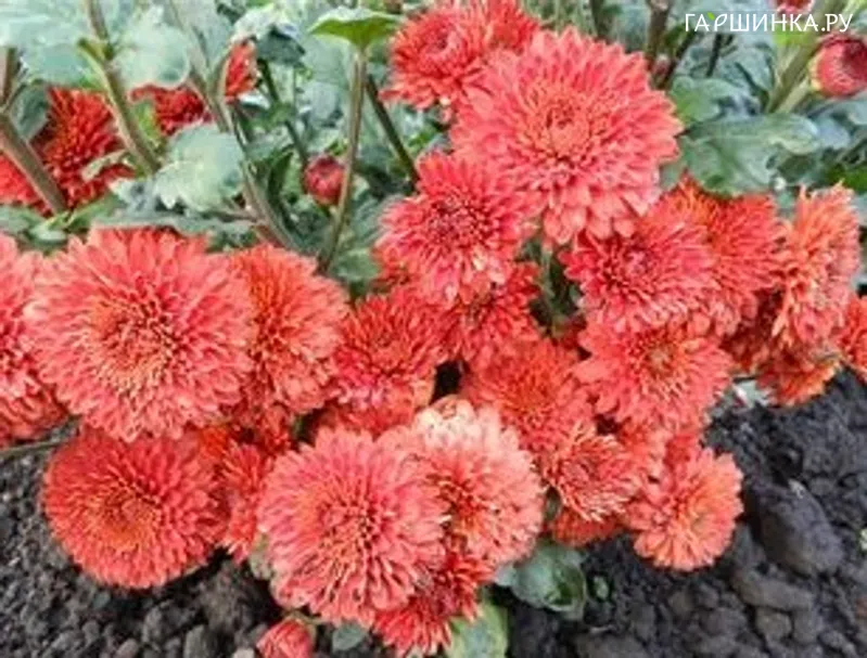 Хризантема Майола