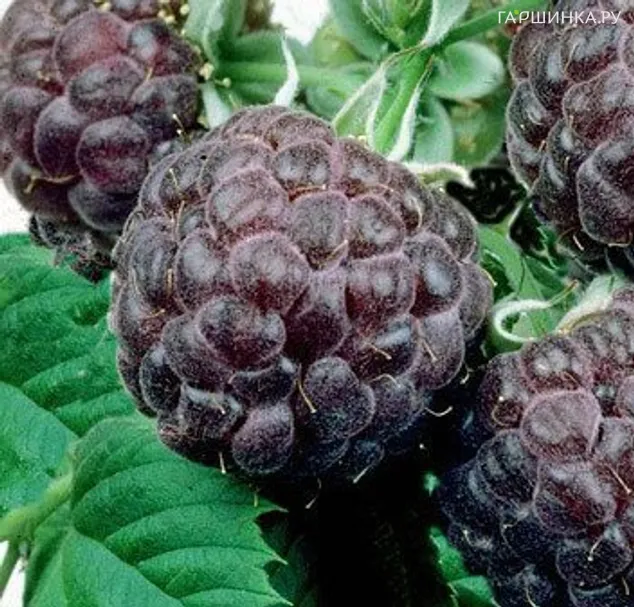 Малина Глен Кое