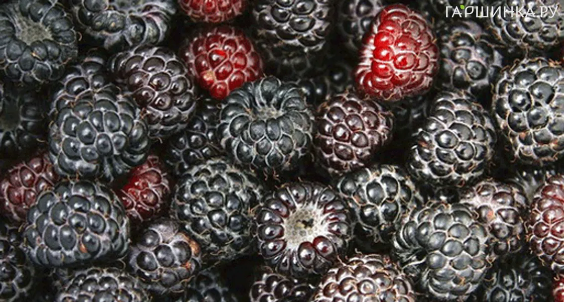 Малина Блэк Джевел черная