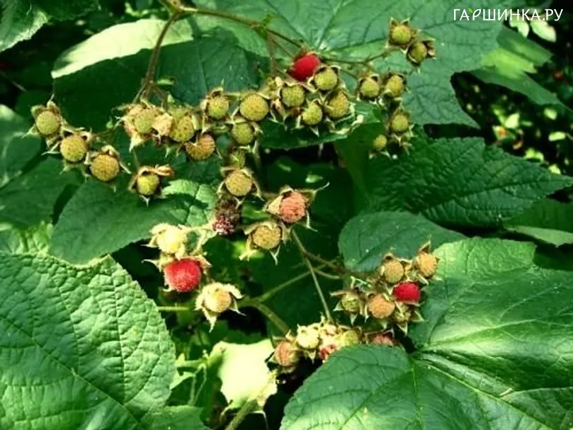 Малина душистая Калифорния