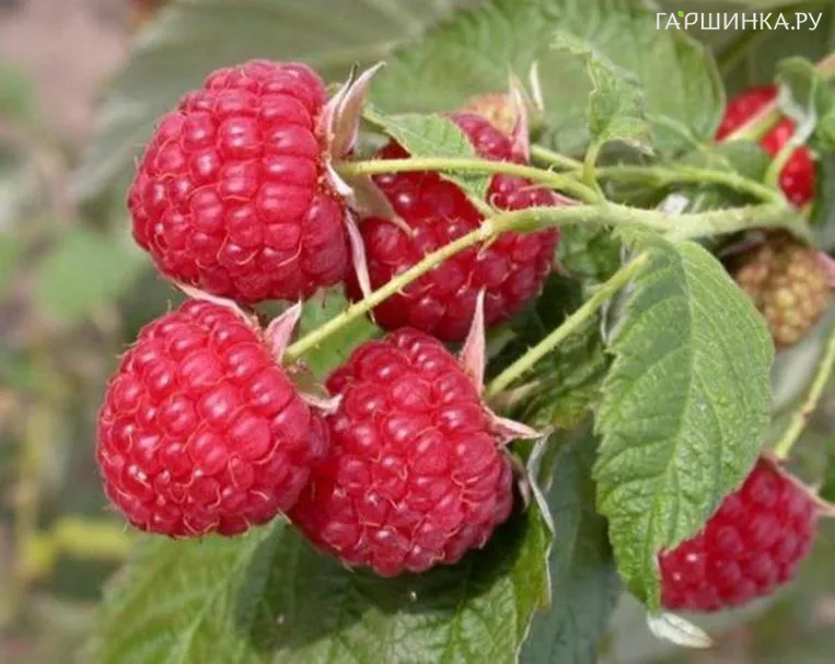 Малина Глория