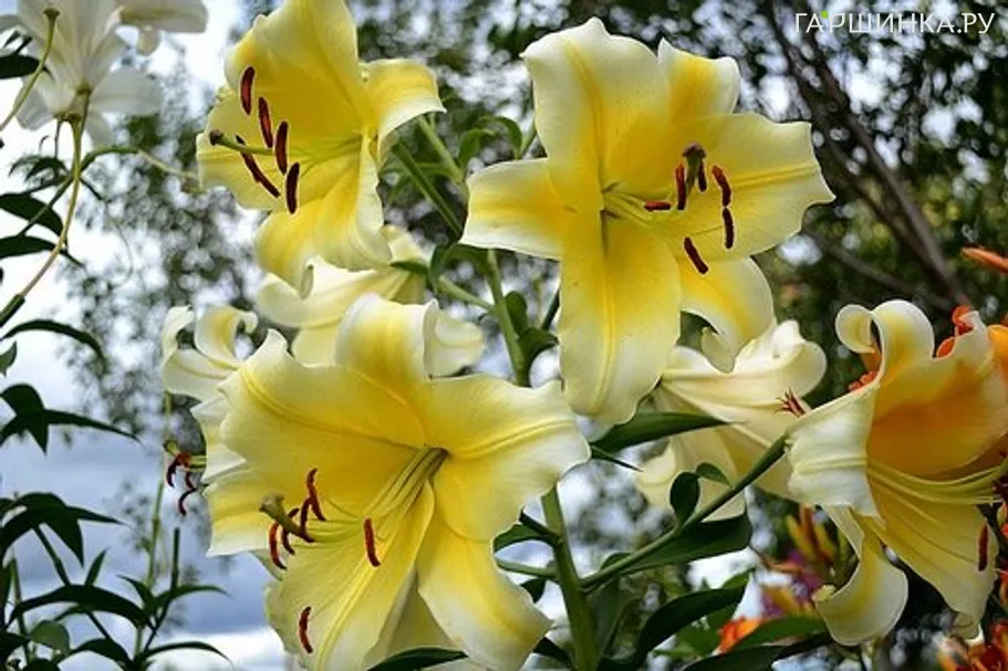 Лилия Манисса ОТ-гибрид