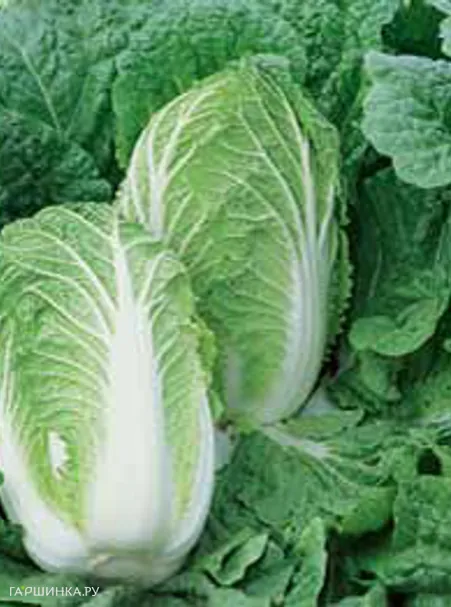 Пекинская капуста Маноко F1