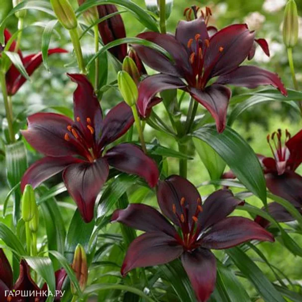 Лилия Мапира азиатская /2шт