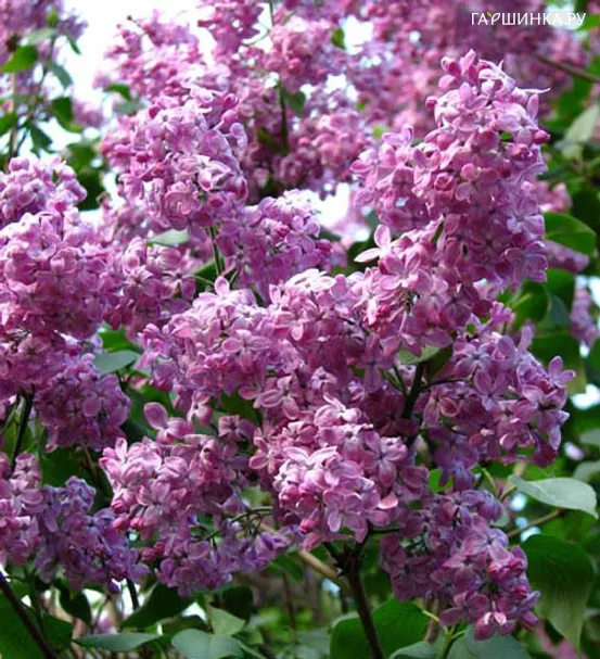 Сирень Marechal Foch